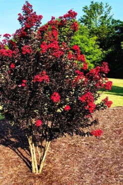 Center Stage Red Black Leaf Crape Myrtle -2 Gallon Pot 9 Center Stage Red Black Leaf Crape Myrtle -2 Gallon Pot -Outlet Leaf Echoes Store crape myrtle center stage red 5
