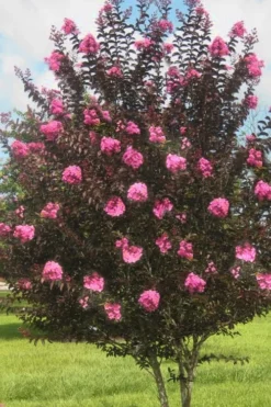 Delta Jazz Crape Myrtle - 3 Gallon Pot -Outlet Leaf Echoes Store crape myrtle delta jazz 50