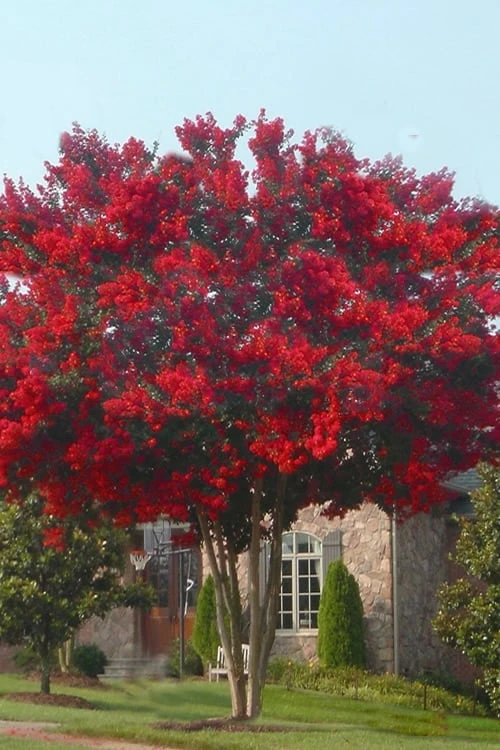 Dynamite Red Crape Myrtle - 3 Gallon Pot 4 Dynamite Red Crape Myrtle - 3 Gallon Pot - Image 4