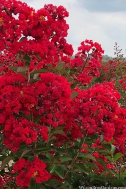 Miss Frances Red Crape Myrtle - 7 Gallon Pot (5-6') -Outlet Leaf Echoes Store crape myrtle miss frances red 1 1
