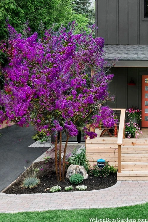 Miss Sandra Purple Crape Myrtle - 6 Pack Of 1 Gallon Pots 1 Miss Sandra Purple Crape Myrtle - 6 Pack Of 1 Gallon Pots