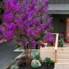 Miss Sandra Purple Crape Myrtle - 1 Gallon Pot