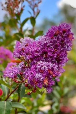 Miss Sandra Purple Crape Myrtle - 6 Pack Of 1 Gallon Pots 7 Miss Sandra Purple Crape Myrtle - 6 Pack Of 1 Gallon Pots -Outlet Leaf Echoes Store crape myrtle miss sandra purple 2 1