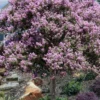 Muskogee Lavender Crape Myrtle Tree (Single Trunk) - 5 Gallon Pot