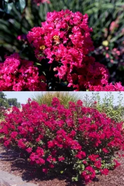 Princess Kylie Dwarf Crape Myrtle - 3 Gallon Pot -Outlet Leaf Echoes Store crape myrtle princess kylie 2