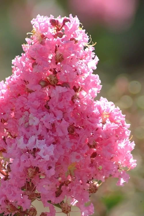 Sioux Pink Crape Myrtle - 6 Pack Of 1 Gallon Pots 1 Sioux Pink Crape Myrtle - 6 Pack Of 1 Gallon Pots
