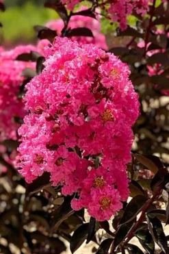 Twilight Magic Crape Myrtle Tree (Single Trunk) - 5 Gallon Pot -Outlet Leaf Echoes Store crape myrtle twilight magic 1 1