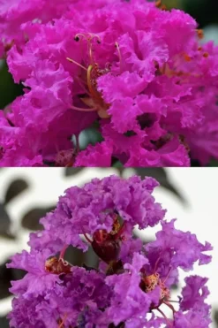 Twilight Purple Crape Myrtle - 7 Gallon Pot (4-5') -Outlet Leaf Echoes Store crape myrtle twilight purple 22
