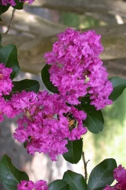 Zuni Purple Crape Myrtle - 1 Gallon Pot