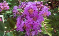 Early Bird Purple Crape Myrtle - 2 Gallon Pot -Outlet Leaf Echoes Store crapemyrtleearlybirdpurple