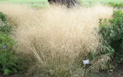 Tufted Hair Grass (Deschampsia Cespitosa) - 1 Gallon Pot -Outlet Leaf Echoes Store deschampsia cespitosa tufted hair grass 12