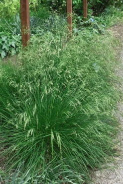 Tufted Hair Grass (Deschampsia Cespitosa) - 8 Pack Of 1 Gallon Pots -Outlet Leaf Echoes Store deschampsia cespitosa tufted hair grass 4 1