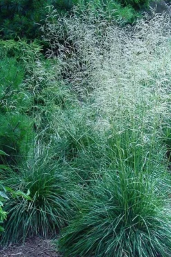 Tufted Hair Grass (Deschampsia Cespitosa) - 1 Gallon Pot -Outlet Leaf Echoes Store deschampsia cespitosa tufted hair grass 6