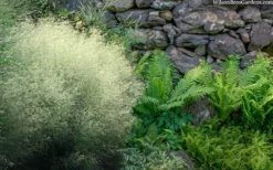 Tufted Hair Grass (Deschampsia Cespitosa) - 1 Gallon Pot -Outlet Leaf Echoes Store deschampsia cespitosa tufted hair grass 9