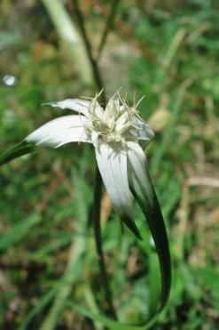 White Star Grass (Dichromena Latifolia) - 6 Pack Of 1 Gallon Pots -Outlet Leaf Echoes Store dichromena latifolia white top sedge grass 4