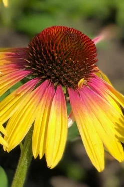 Yellow Rainbow Marcella Coneflower - 1 Gallon Pot -Outlet Leaf Echoes Store echinacea butterfly yellow rainbow marcella coneflower 1
