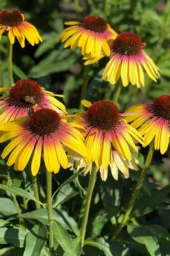 Yellow Rainbow Marcella Coneflower - 1 Gallon Pot -Outlet Leaf Echoes Store echinacea butterfly yellow rainbow marcella coneflower 2