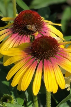 Yellow Rainbow Marcella Coneflower - 1 Gallon Pot -Outlet Leaf Echoes Store echinacea butterfly yellow rainbow marcella coneflower 4