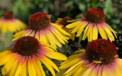 Yellow Rainbow Marcella Coneflower - 1 Gallon Pot -Outlet Leaf Echoes Store echinacea butterfly yellow rainbow marcella coneflower 5