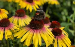 Yellow Rainbow Marcella Coneflower - 1 Gallon Pot -Outlet Leaf Echoes Store echinacea butterfly yellow rainbow marcella coneflower 6