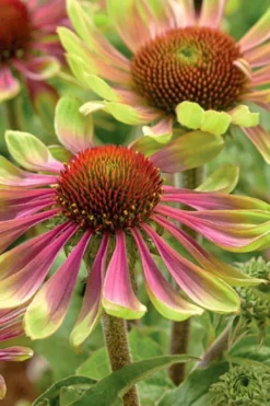 Green Twister Coneflower (Echinacea) - 6 Pack Of 2.5 Quart Pots -Outlet Leaf Echoes Store echinacea green twister 2