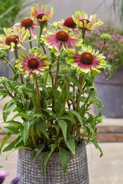 Green Twister Coneflower (Echinacea) - 6 Pack Of 2.5 Quart Pots -Outlet Leaf Echoes Store echinacea green twister 6