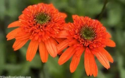Moab Sunset Coneflower (Echinacea) - 6 Pack Of 1 Gallon Pots -Outlet Leaf Echoes Store echinacea moab sunset orange coneflower 11 1