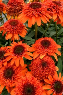 Moab Sunset Coneflower (Echinacea) - 1 Gallon Pot -Outlet Leaf Echoes Store echinacea moab sunset orange coneflower 2