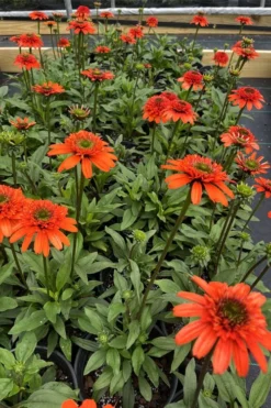 Moab Sunset Coneflower (Echinacea) - 1 Gallon Pot -Outlet Leaf Echoes Store echinacea moab sunset orange coneflower 5