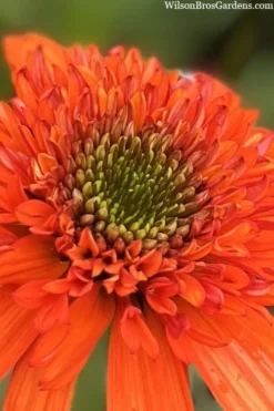 Moab Sunset Coneflower (Echinacea) - 6 Pack Of 1 Gallon Pots -Outlet Leaf Echoes Store echinacea moab sunset orange coneflower 7 1