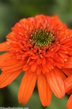 Moab Sunset Coneflower (Echinacea) - 6 Pack Of 1 Gallon Pots -Outlet Leaf Echoes Store echinacea moab sunset orange coneflower 8 1