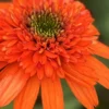 Moab Sunset Coneflower (Echinacea) - 6 Pack Of 1 Gallon Pots