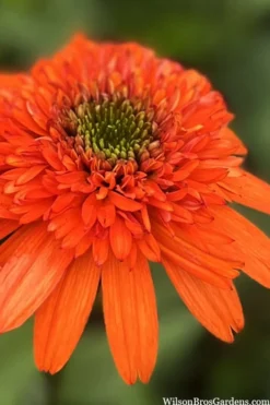 Moab Sunset Coneflower (Echinacea) - 6 Pack Of 1 Gallon Pots