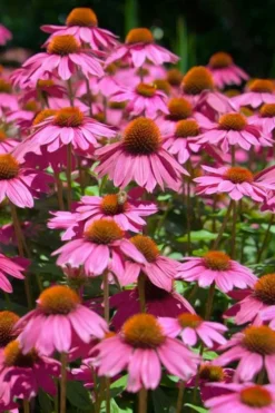 Kim's Knee High Coneflower (Echinacea) - 1 Gallon Pot -Outlet Leaf Echoes Store echinacea purpurea kims knee high coneflower 1