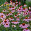 Purple Coneflower (Echinacea) - 6 Pack Of 1 Gallon Pots