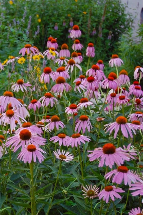 Purple Coneflower (Echinacea) - 6 Pack Of 1 Gallon Pots 1 Purple Coneflower (Echinacea) - 6 Pack Of 1 Gallon Pots