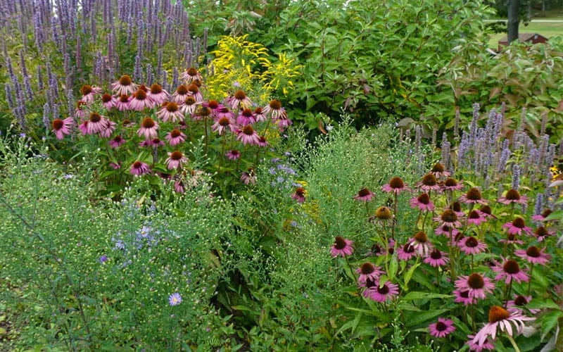 Purple Coneflower (Echinacea) - 6 Pack Of 1 Gallon Pots 7 Purple Coneflower (Echinacea) - 6 Pack Of 1 Gallon Pots - Image 7