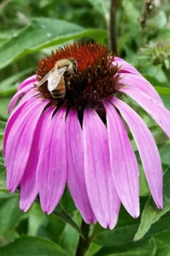 Purple Coneflower (Echinacea) - 6 Pack Of 1 Gallon Pots 12 Purple Coneflower (Echinacea) - 6 Pack Of 1 Gallon Pots -Outlet Leaf Echoes Store echinacea purpurea purple coneflower 27