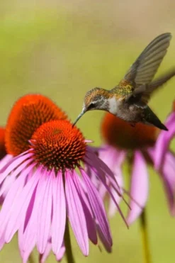 Purple Coneflower (Echinacea) - 6 Pack Of 1 Gallon Pots 11 Purple Coneflower (Echinacea) - 6 Pack Of 1 Gallon Pots -Outlet Leaf Echoes Store echinacea purpurea purple coneflower 28