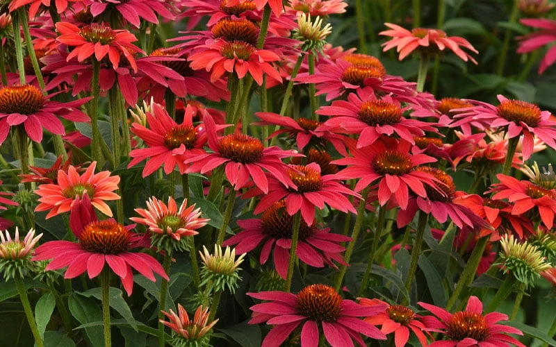 Sombrero 'Tres Amigos' Coneflower (Echinacea) - 1 Gallon 5 Sombrero 'Tres Amigos' Coneflower (Echinacea) - 1 Gallon - Image 5