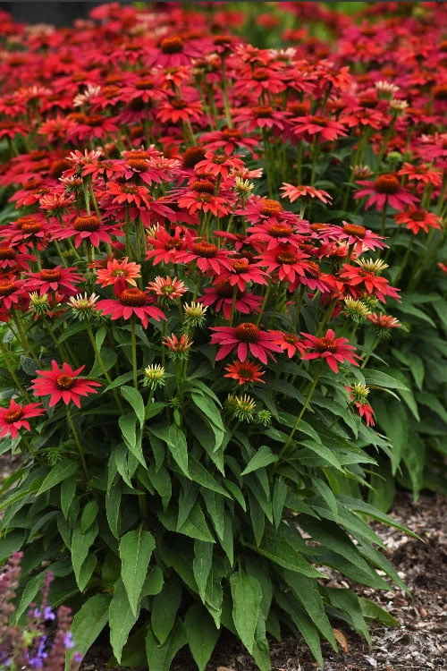 Sombrero 'Tres Amigos' Coneflower (Echinacea) - 1 Gallon 6 Sombrero 'Tres Amigos' Coneflower (Echinacea) - 1 Gallon - Image 6