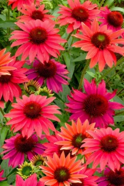Sombrero 'Tres Amigos' Coneflower (Echinacea) - 1 Gallon 9 Sombrero 'Tres Amigos' Coneflower (Echinacea) - 1 Gallon -Outlet Leaf Echoes Store echinacea sombreror tres amigos coneflower 6