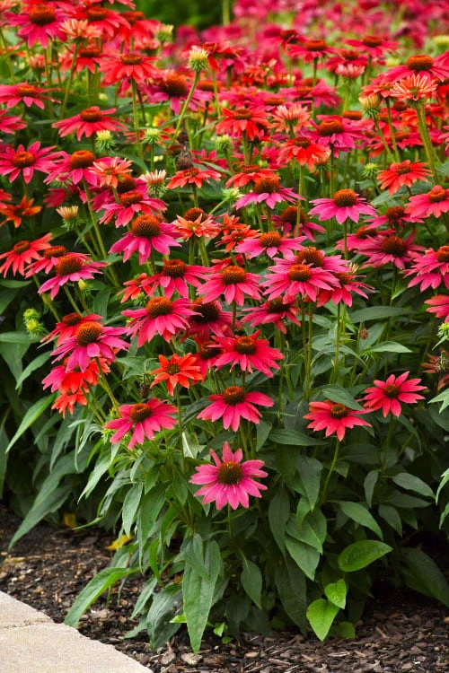 Sombrero 'Tres Amigos' Coneflower (Echinacea) - 1 Gallon 1 Sombrero 'Tres Amigos' Coneflower (Echinacea) - 1 Gallon