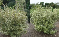 Olive Martini Elaeagnus - 1 Gallon Pot 8 Olive Martini Elaeagnus - 1 Gallon Pot -Outlet Leaf Echoes Store elaeagnus olive martini 11