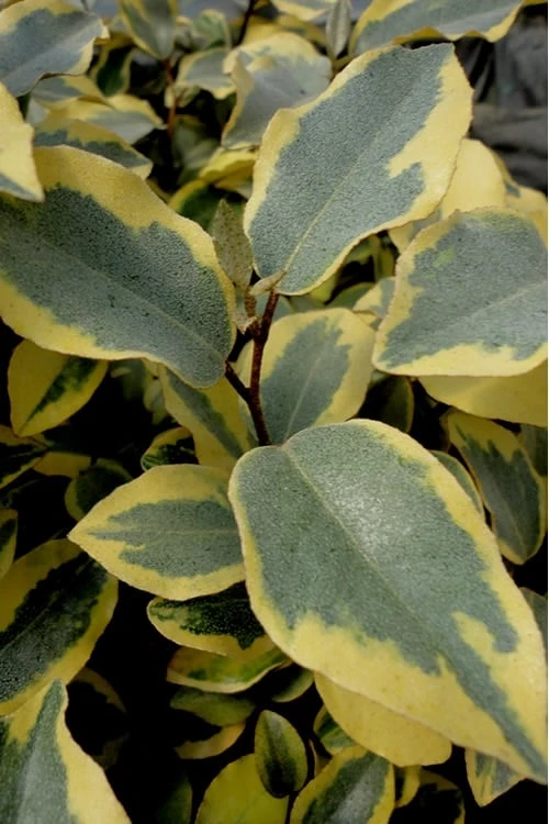 Olive Martini Elaeagnus - 1 Gallon Pot 1 Olive Martini Elaeagnus - 1 Gallon Pot