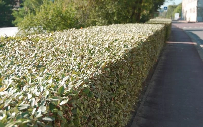 Olive Martini Elaeagnus - 1 Gallon Pot 5 Olive Martini Elaeagnus - 1 Gallon Pot - Image 5