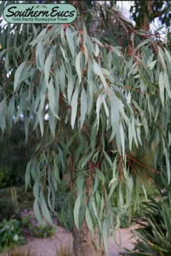 Angus Cold Hardy Eucalyptus Tree (Eucalyptus Nicholii) - Quart Pot -Outlet Leaf Echoes Store eucalyoptus nicholii angus 1 4