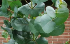 Big O Cold Hardy Eucalyptus Tree (Eucalyptus Neglecta) - 3 Gallon Pot -Outlet Leaf Echoes Store eucalyptus bigo leaves 7