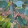 Lucky Country Cold Hardy Eucalyptus Tree (Eucalyptus Camphora) - Quart Pot