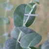 Big O Cold Hardy Eucalyptus Tree (Eucalyptus Neglecta) - 3 Quart Pot